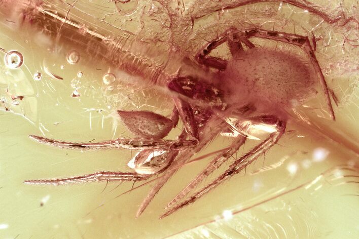 Detailed Fossil Spider (Araneae) In Baltic AmberDetailed Fossil Spider #325433